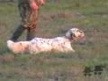 Setter Anglais ALDIMIS VAREN Setter Anglais ALDIMIS VAREN